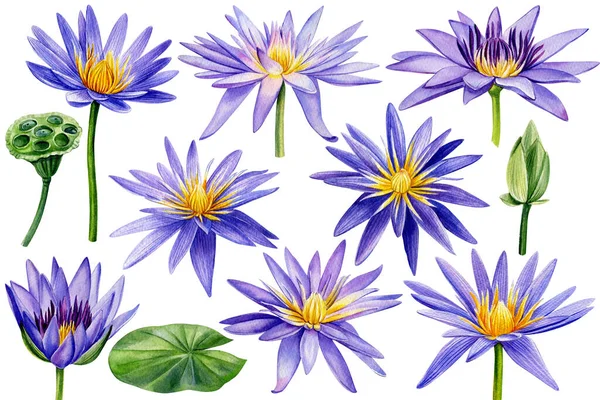 Акварельный набор фиолетовый лотос изолирован на белом фоне. Покрашенный вручную цветок лотоса. Ботаническая иллюстрация. — стоковое фото