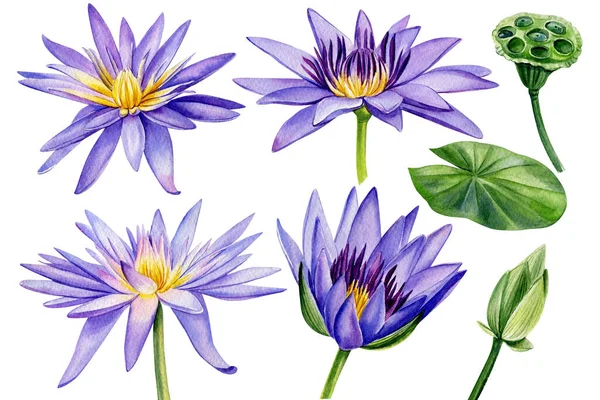 Ilustración de acuarela de loto aislada sobre fondo blanco. Flores violetas pintadas a mano. Ilustración botánica. — Foto de Stock