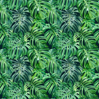Tropik dikişsiz canavar yeşili yapraklar, suluboya çizimler. orman arkaplanı, dijital kağıt