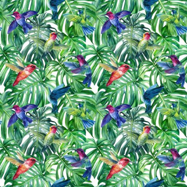 Sinekkuşları, tropikal kuşlar. Canavar yapraklarının kusursuz deseni. Suluboya çizimi. Çiçek arka planı