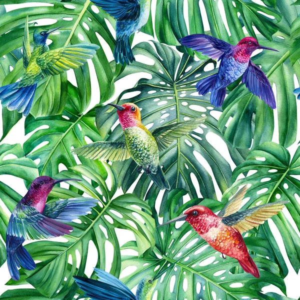Colibríes, pájaros tropicales. Patrón sin costuras de hojas de monstera. Ilustración en acuarela. Fondo floral — Foto de Stock