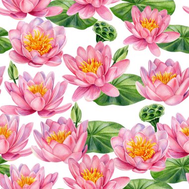 Pembe nilüfer çiçekleri, botanik desenler. Elle çizilmiş suluboya deseni