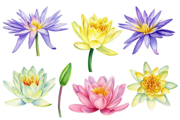 Vízililiom, lótusz gyönyörű virág akvarell — Stock Fotó