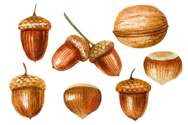 Set nut, acorn, walnut, hazelnut isolated white background, watercolor illustration