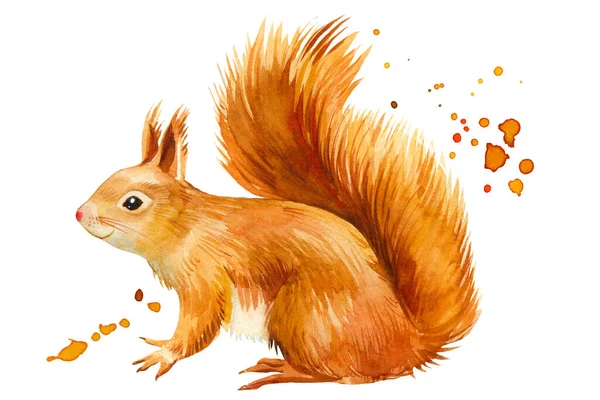 Akvarell portré piros mókus elszigetelt fehér háttér — Stock Fotó