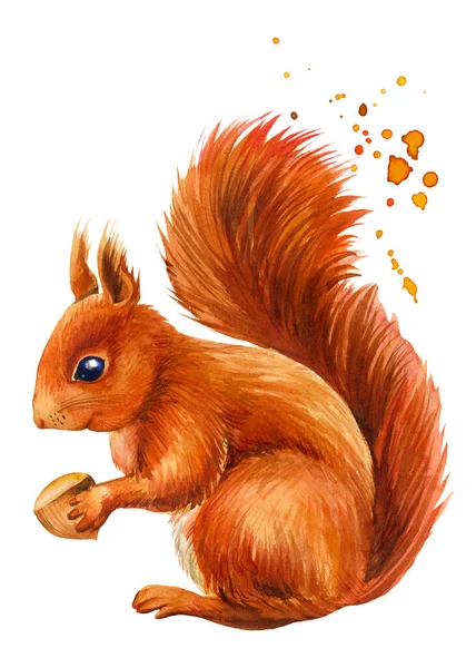 Akvarell piros mókus dióval elszigetelt fehér háttér — Stock Fotó