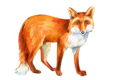 Beyaz arka planda izole edilmiş bir tilki kes, sevimli hayvan çizimi