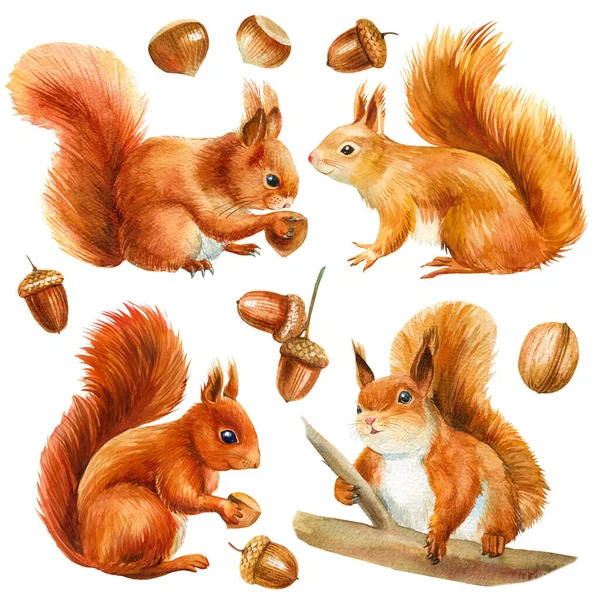 17,434 Squirrel Stock Illustrations | Depositphotos