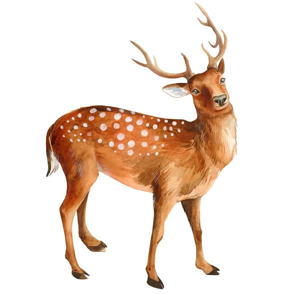 Beyaz arka planda izole edilmiş suluboya geyik, sevimli hayvan çizimi — Stok fotoğraf