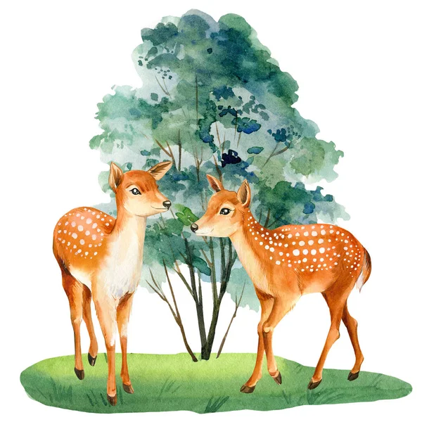 Cervo fulvo nel prato isolato su sfondo bianco, animale nella foresta, illustrazione ad acquerello — Foto Stock