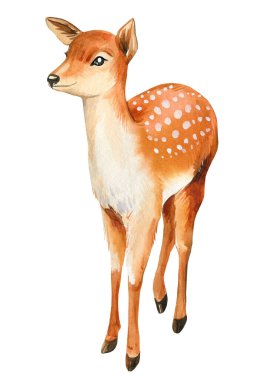 Geyik yavrusu beyaz arka planda izole edilmiş yavru hayvan. Suluboya çizimi