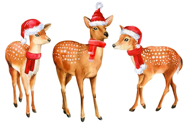 Kırmızı Noel Baba şapkalı geyik, beyaz arka planda izole edilmiş, şirin hayvan resimleri. — Stok fotoğraf