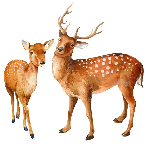 Veado isolado sobre fundo branco, ilustração animal — Fotografia de Stock
