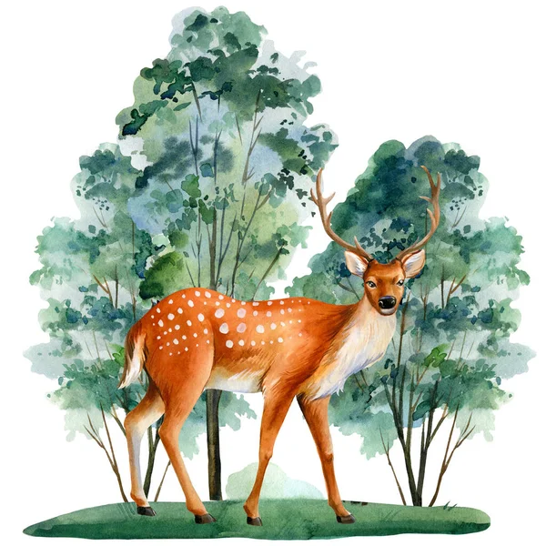 Rehe auf der Wiese isoliert auf weißem Hintergrund, Tier im Wald, Aquarell-Illustration — Stockfoto