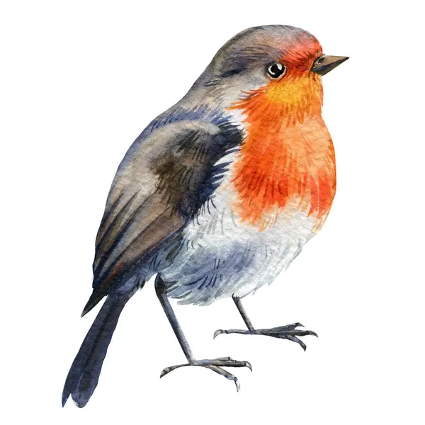 Robin fågel akvarell. Handritad Illustration isolerad på vit bakgrund — Stockfoto