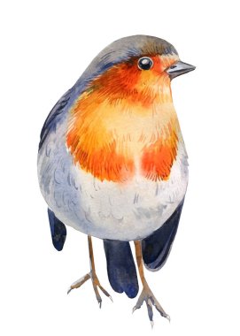 Robin 'le suluboya çizimi. Beyaz arka planda izole edilmiş bir Noel kuşu. Kış hayvanı