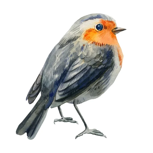 ロビンと水彩イラスト。白い背景に隔離されたクリスマスの鳥。冬の動物 — ストック写真