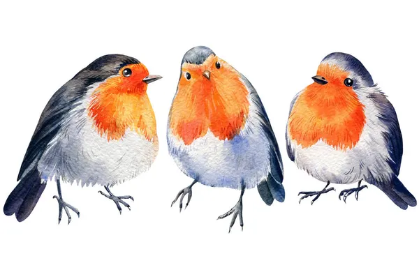 Acquerello Robin. Wildlife Illustrazione isolata su sfondo bianco. Foresta di uccelli — Foto Stock