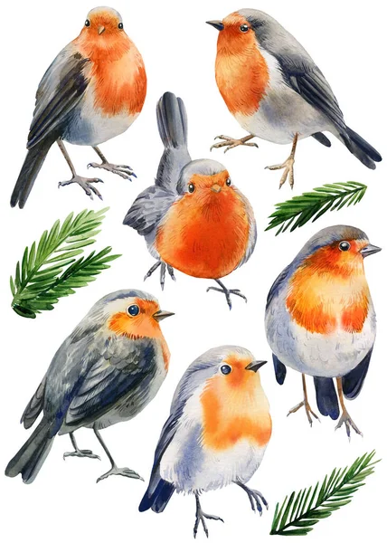 Ilustração aquarela com pássaro robin. Pássaros de Natal isolados sobre fundo branco. — Fotografia de Stock