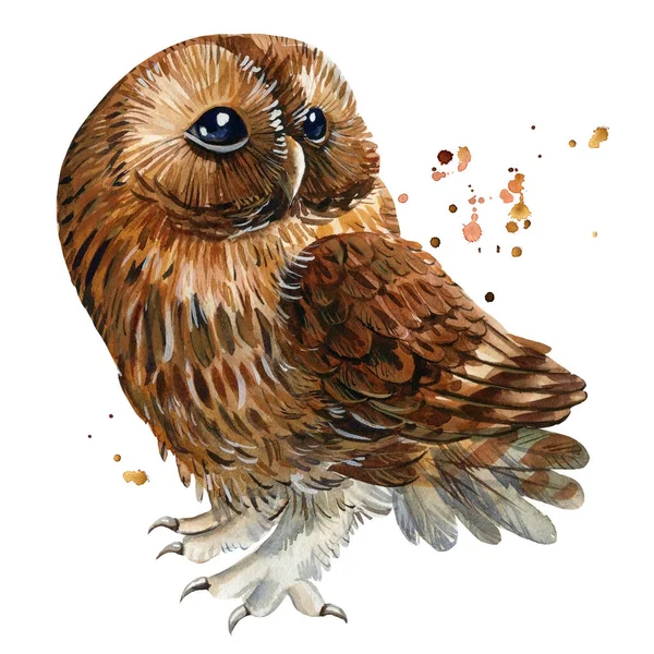 Rysunki akwareli sowy na odosobnionym tle, rysunek dłoni, ptak leśny — Zdjęcie stockowe