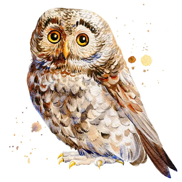Owl watercolor drawings on an isolated background, hand drawing, forest bird — Stock Photo, Image