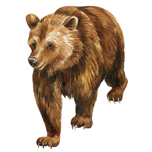 Акварель медведь, изолированный фон, ручной рисунок, реалистичное дикое животное. — стоковое фото
