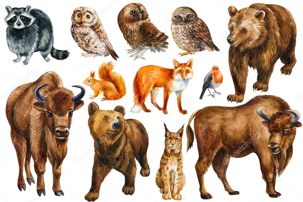set of forest animals, squirrel, fox, bear, bison, lynx, raccoon and owl. Watercolor drawings, isolated background