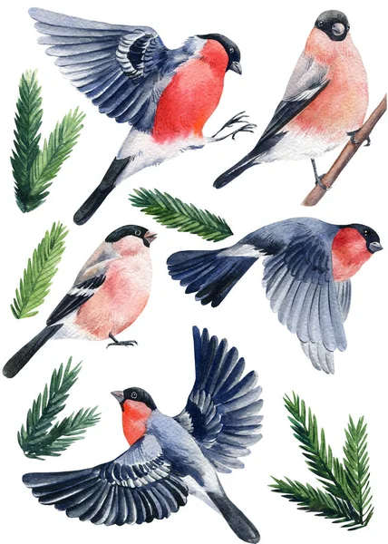 Set di uccelli e rami di abete rosso, bullfinches acquerello disegno su sfondo bianco — Foto Stock