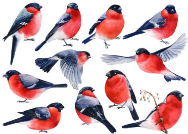Set of forest birds, watercolor bullfinches on a white background, drawing winter bird clipart