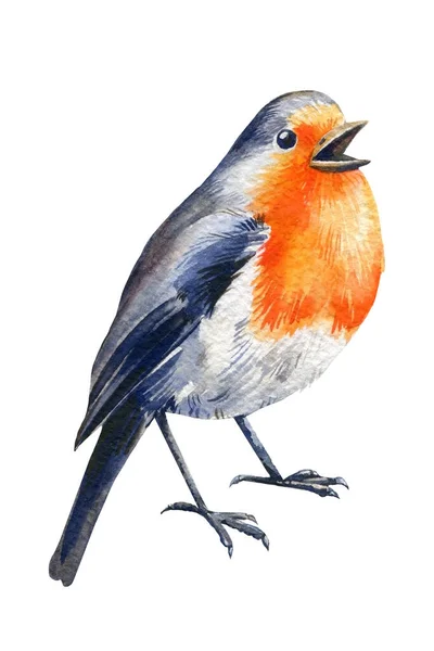 Robin-Vogel-Aquarell. Handgezeichnete Illustration isoliert auf weißem Hintergrund — Stockfoto