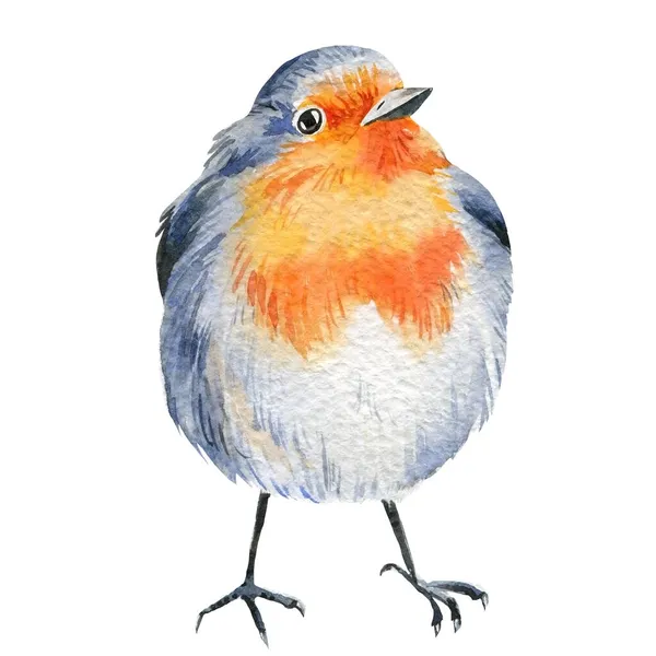 Robin pássaro aquarela. Ilustração desenhada à mão isolada sobre fundo branco. Natureza florestal. — Fotografia de Stock