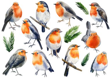 Watercolor illustration winter bird. Set of robin birds isolated on white background.  clipart