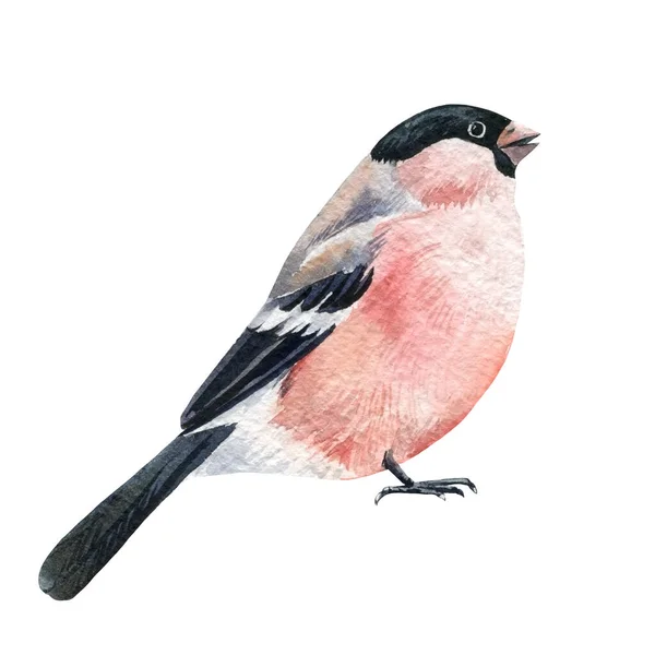Set of pink birds, bullfinches watercolor drawing on white background — Stock Photo, Image