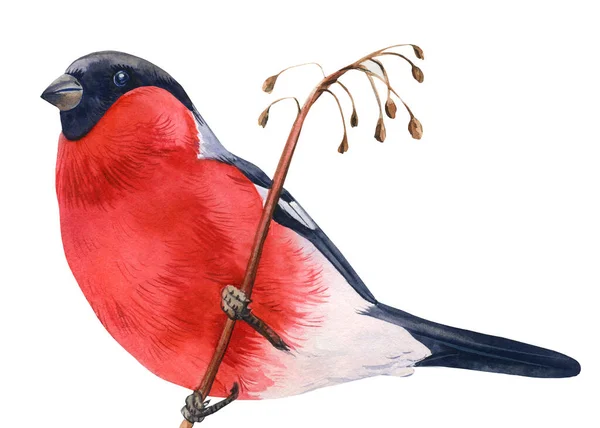 Bullfinch senta-se em um ramo em um fundo branco, aquarela desenho pássaro da floresta — Fotografia de Stock