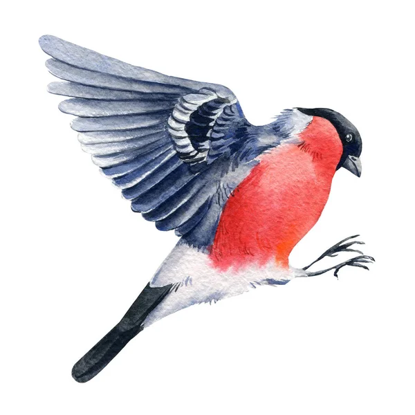 Gimpel auf weißem Hintergrund, Aquarellzeichnung fliegender roter Vogel. Winterliche Illustration. — Stockfoto