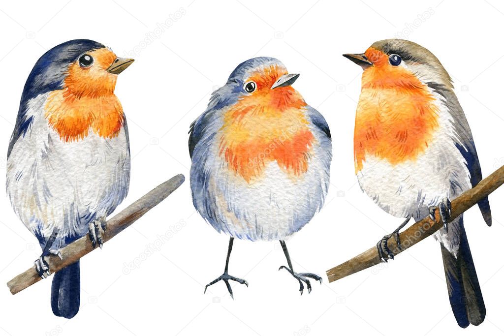 Robin birds watercolor. Winter bird. Christmas Illustration isolated on white background. Wild nature