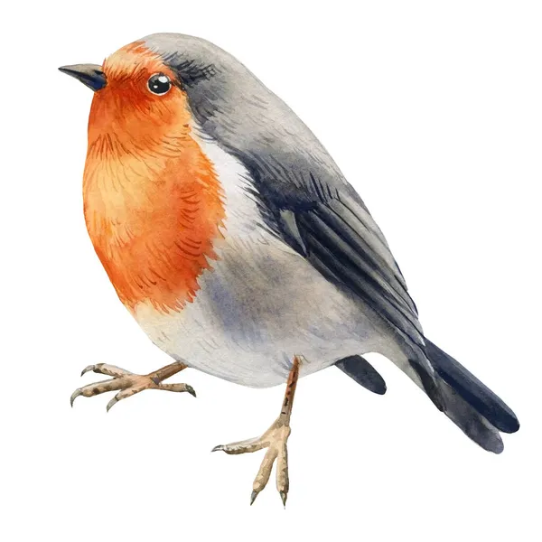 Robin Vogel. Aquarell Illustration Vogel isoliert auf weißem Hintergrund. — Stockfoto