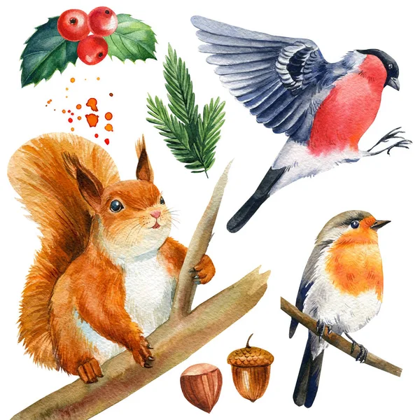 하얀 배경에 있는 겨울 동물들 과 새들, 다람쥐, 불핀치와 울새, 수채화 — 스톡 사진