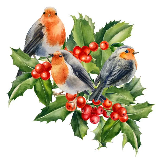 Robin, holly branches and red berry. Watercolor Christmas illustration — Stock Photo, Image