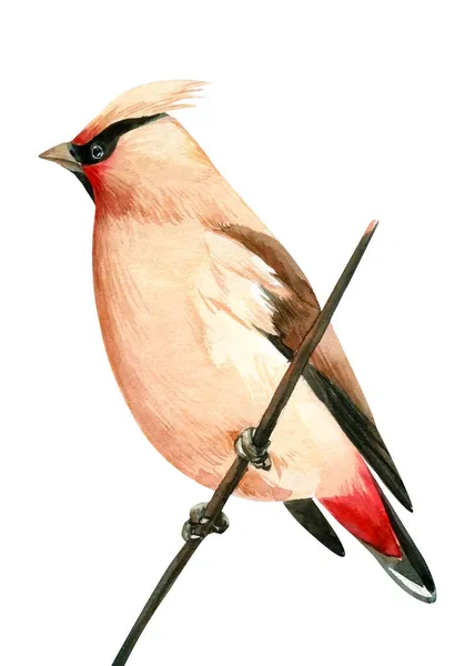 Aquarell Wachsflügel. Vogel auf einem isolierten weißen Hintergrund, Zeichnung. — Stockfoto