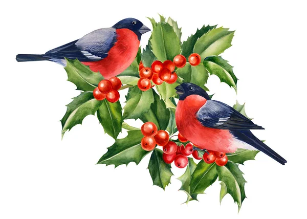 Bullfinch e bacche di agrifoglio. Illustrazione acquerello Natale — Foto Stock