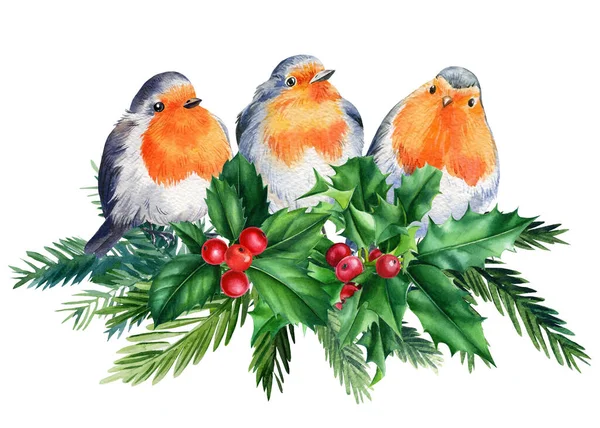 Robin, Holly, Poinsettia, ramas de abeto, pájaros sobre fondo blanco aislado, clipart victoriano. Acuarela de Navidad —  Fotos de Stock