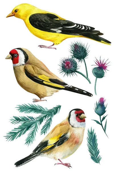 Oriole, goldfinch. Conjunto de pássaros, ramo de abeto e cardo em um fundo branco isolado, desenho aquarela. — Fotografia de Stock