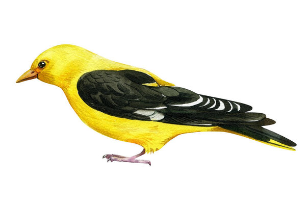 Ориоле, птица на изолированном белом фоне, акварельный рисунок.