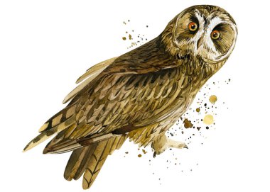 İzole edilmiş beyaz arka planda baykuş ve boya sıçramaları, suluboya çizimler. Kuş posteri