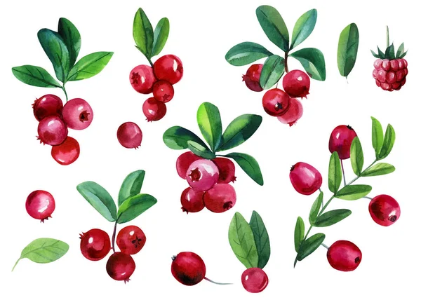 Акварельный набор ягод, листьев, веток. брусника и клюква, изолированный белый фон — стоковое фото