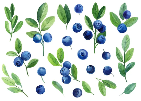 Beeren, Blätter, Zweige. Blaubeeren, isolierter weißer Hintergrund. Aquarellelemente für Ihr Design — Stockfoto