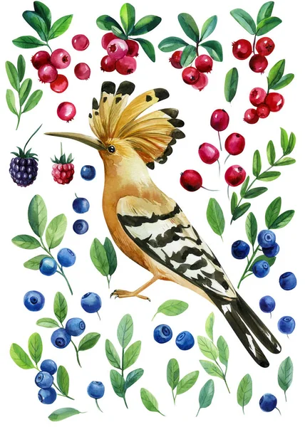 Hoopoe pájaro y un conjunto de bayas sobre un fondo blanco aislado, acuarela pintura —  Fotos de Stock