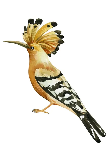 Leuke hoopoe op een geïsoleerde witte achtergrond, aquareltekening. bosvogel — Stockfoto