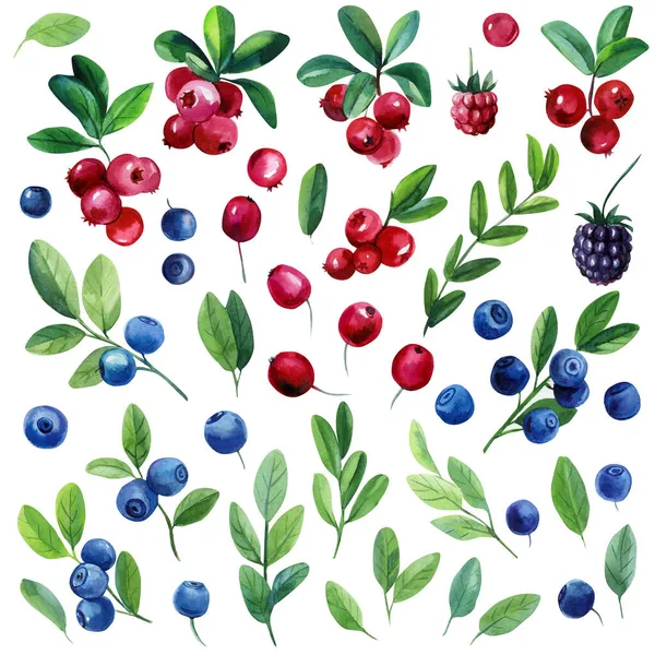 水彩缤纷的浆果,树叶,枝条.蓝莓、树莓和越橘，独立的白色背景 — 图库照片